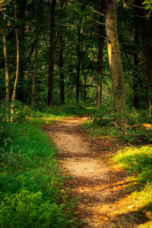 Free Tranquil forest pathway surrounded by lush greenery and sunlight filtering through trees. Stock Photo