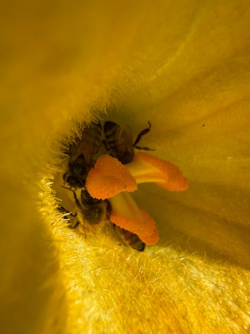 Free Close-up view of bees pollinating inside a vibrant yellow flower, capturing nature's interaction. Stock Photo