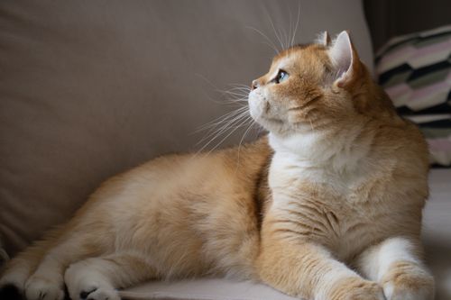Free Cute British Shorthair cat with golden fur lounging on a sofa indoors. Stock Photo
