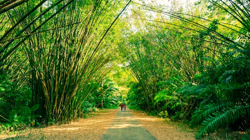 Tranquil bamboo forest path
