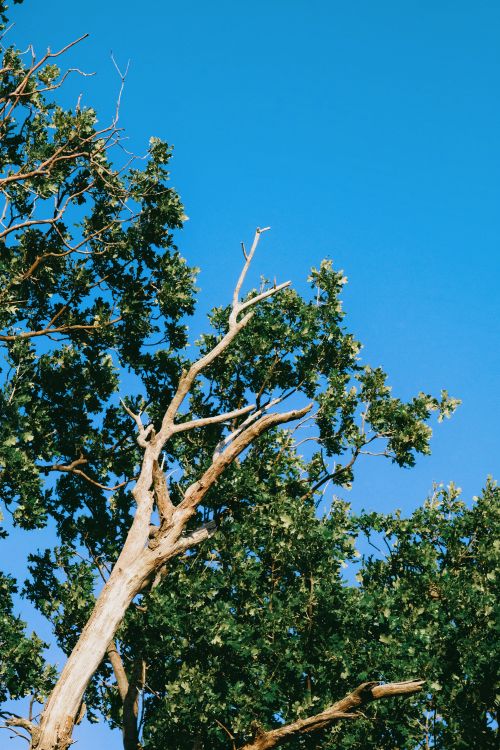 Free A striking oak tree with lush green leaves under a vivid blue sky, showcasing nature's beauty. Stock Photo