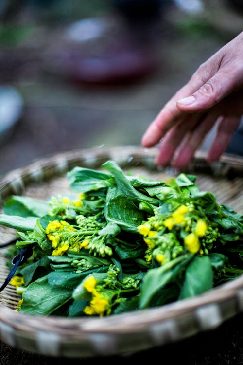 From above of anonymous person putting fresh green pak choy with small yellow flowers in wicker plate in garden on daytime