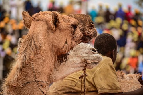 Free Camels in a bustling market setting with vibrant clothing, capturing cultural diversity and animal life. Stock Photo