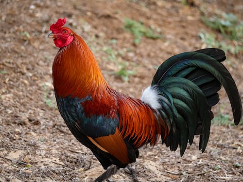 Photo Of A Rooster