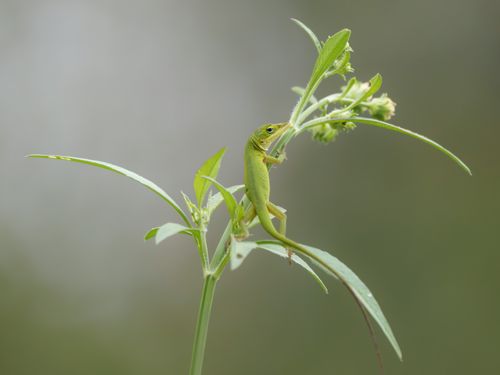 Free Close-up of a green anole lizard camouflaged on a tropical plant in natural light. Stock Photo