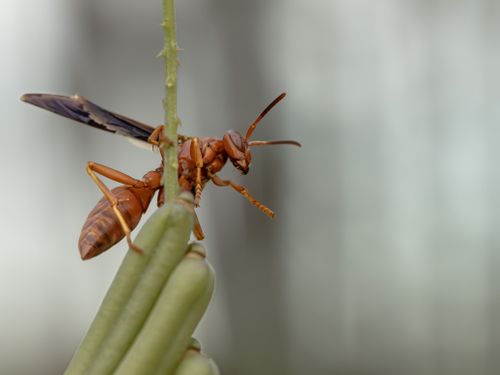 Free Macro shot of a wasp perched on a plant in natural light, Florida. Stock Photo