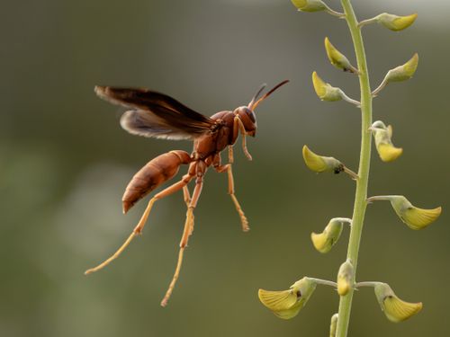 Free A wasp in flight near a yellow flower, showcasing detailed insect features and natural beauty. Stock Photo