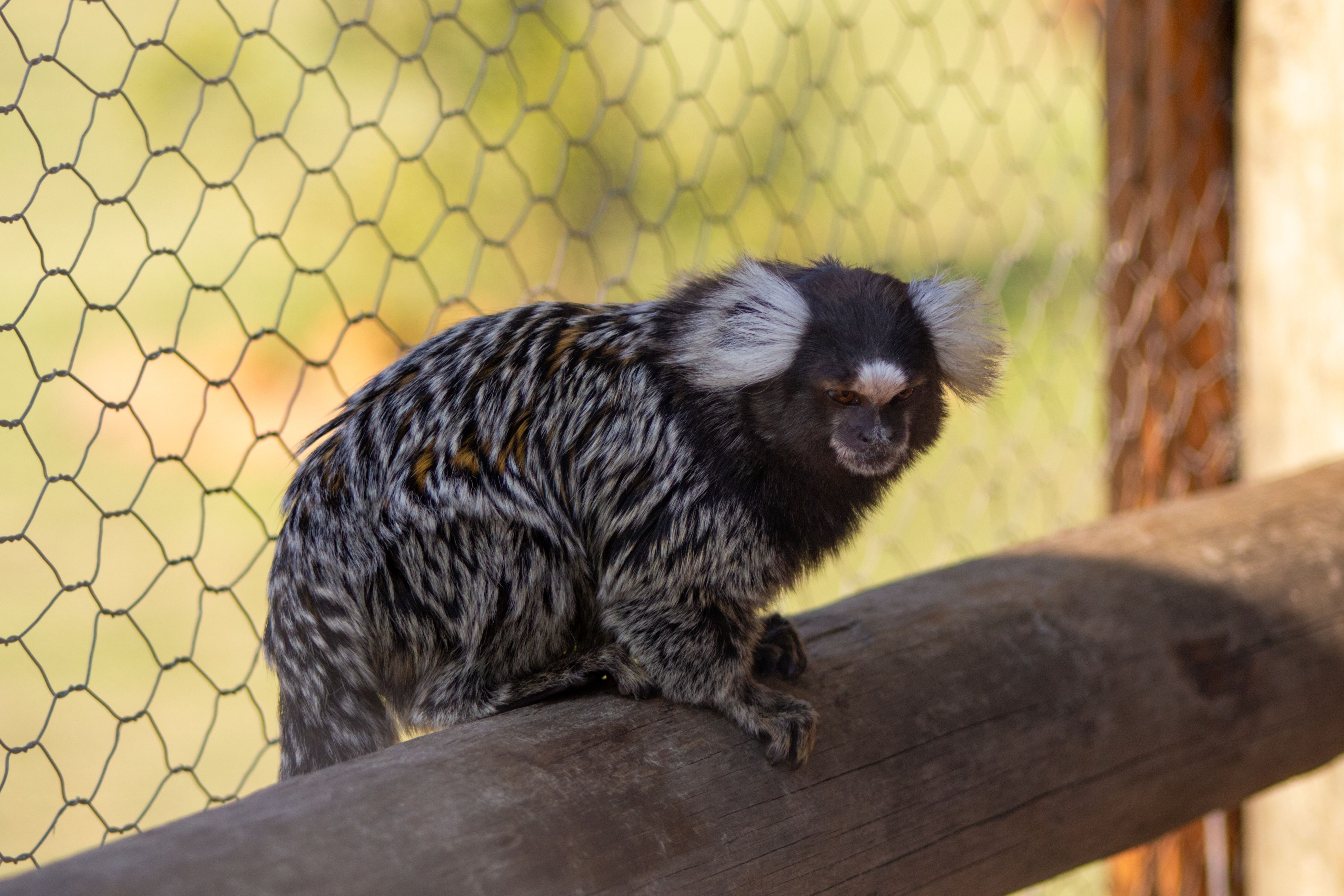 Enclos animalier dans un parc arboré