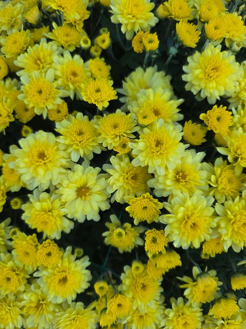Free Vivid close-up of yellow chrysanthemums, showcasing natural beauty and vibrant colors. Stock Photo