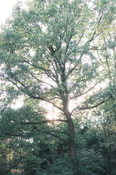 A large oak tree basking in soft sunlight within a lush summer forest setting.