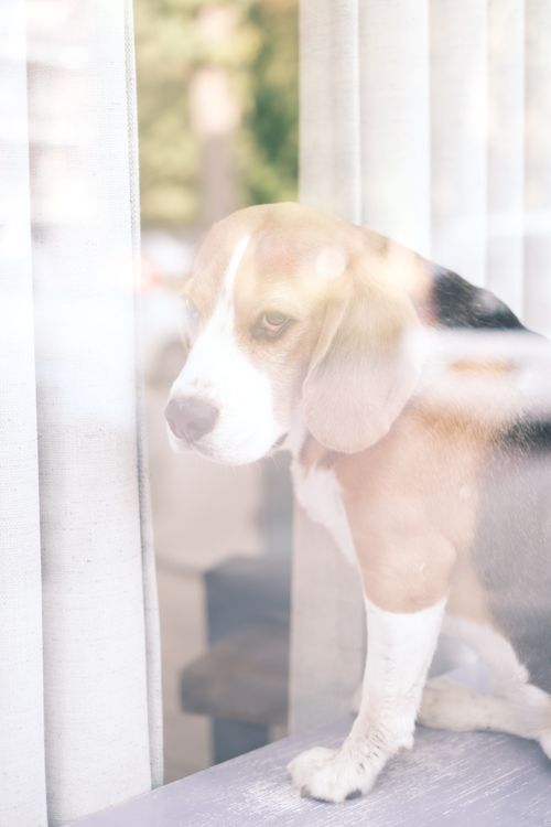 Free A beagle peers through curtains with a thoughtful expression, surrounded by soft lighting. Stock Photo