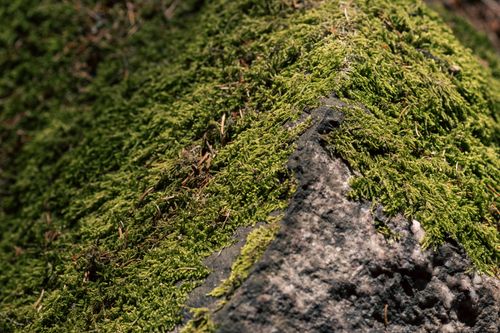 Free Detailed view of vibrant green moss covering a rock, highlighting nature's textures. Stock Photo