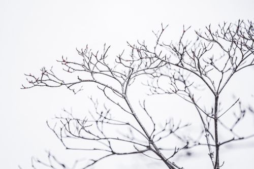 Free Artistic portrayal of barren tree branches in winter against a bright background. Stock Photo