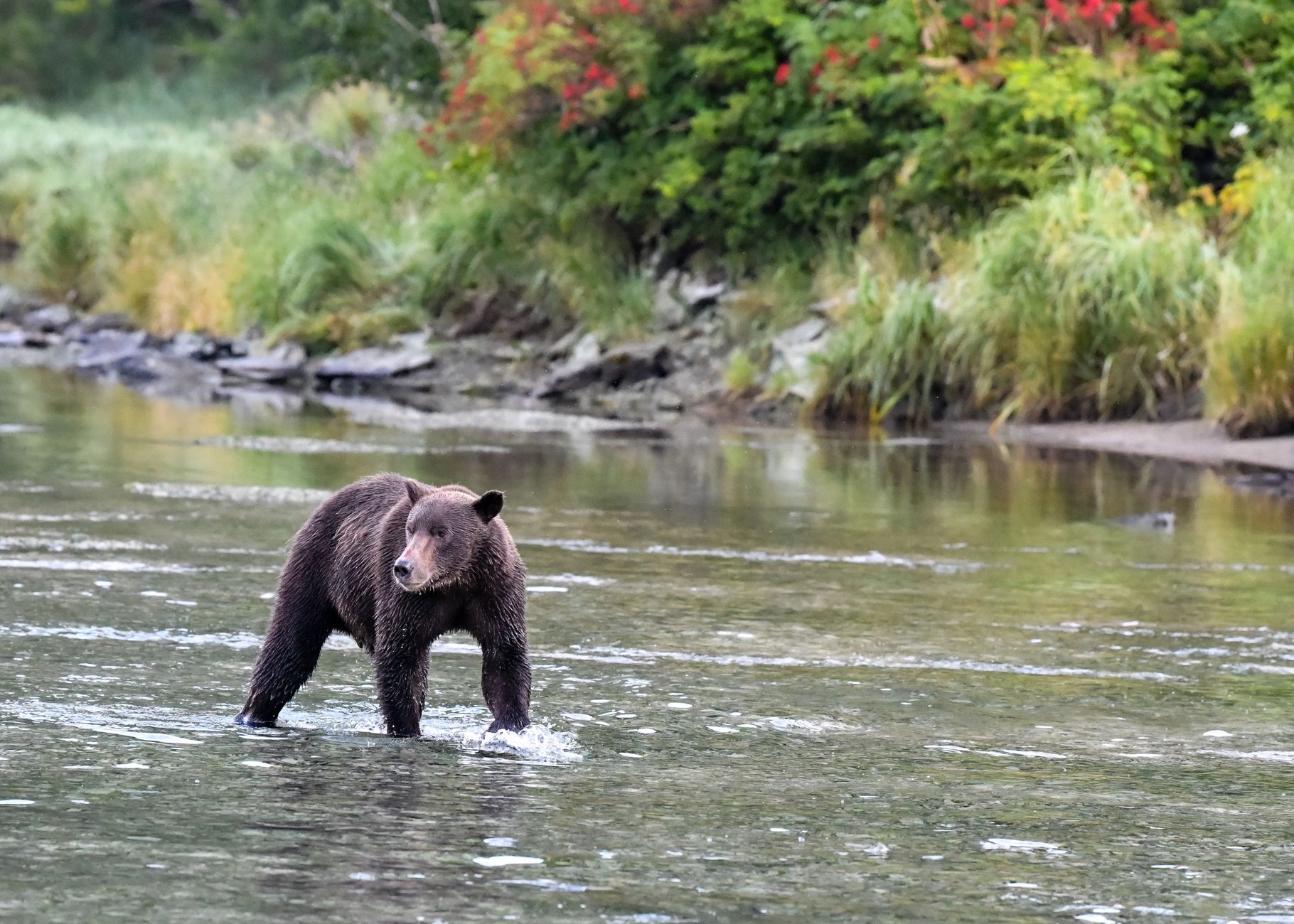Waspada Kemunculan Beruang Hitam di Sekitar Sungai Rambang Muara Enim