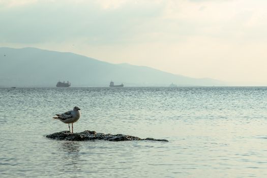 A peaceful seascape with a seagull perched on a rock, distant ships, and mountains.