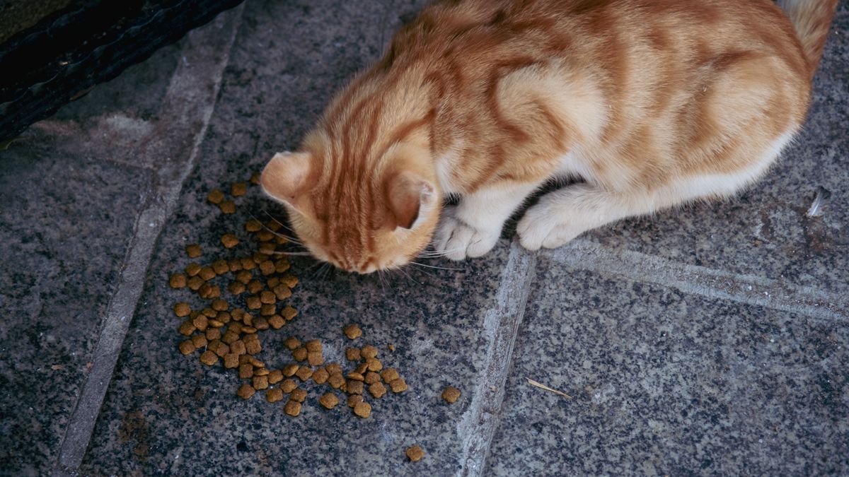 Choisir la meilleure nourriture pour chat