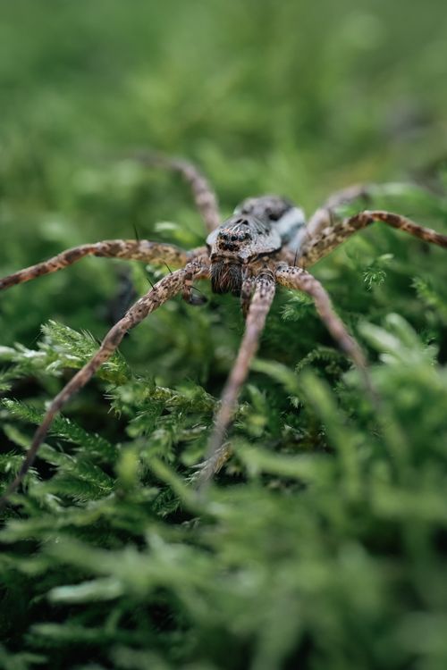 Free Detailed macro shot of a spider on vibrant moss showcasing natural textures and colors. Stock Photo