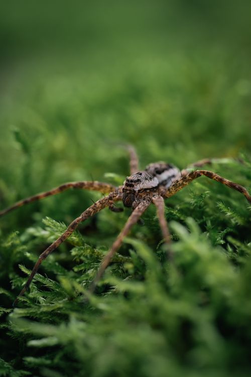 Free Detailed view of a spider on vibrant green moss, highlighting nature's intricate beauty. Stock Photo