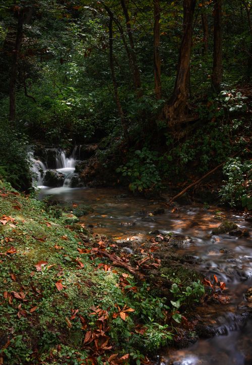Free Tranquil forest scene featuring a small waterfall cascading into a serene stream surrounded by lush greenery. Stock Photo