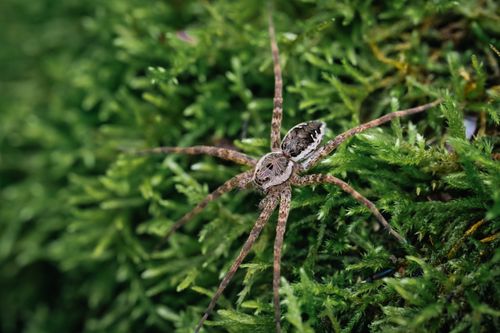 Free Macro shot of a spider resting on lush green moss, showcasing intricate patterns and natural habitat. Stock Photo
