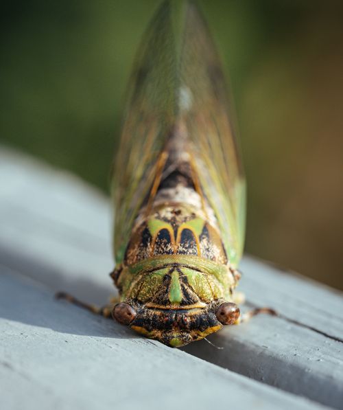 Free Macro shot of a cicada perched with detailed wings and vivid colors. Stock Photo
