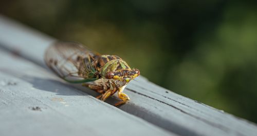 Free Macro shot of a cicada resting on a wooden surface with a blurred green background. Stock Photo