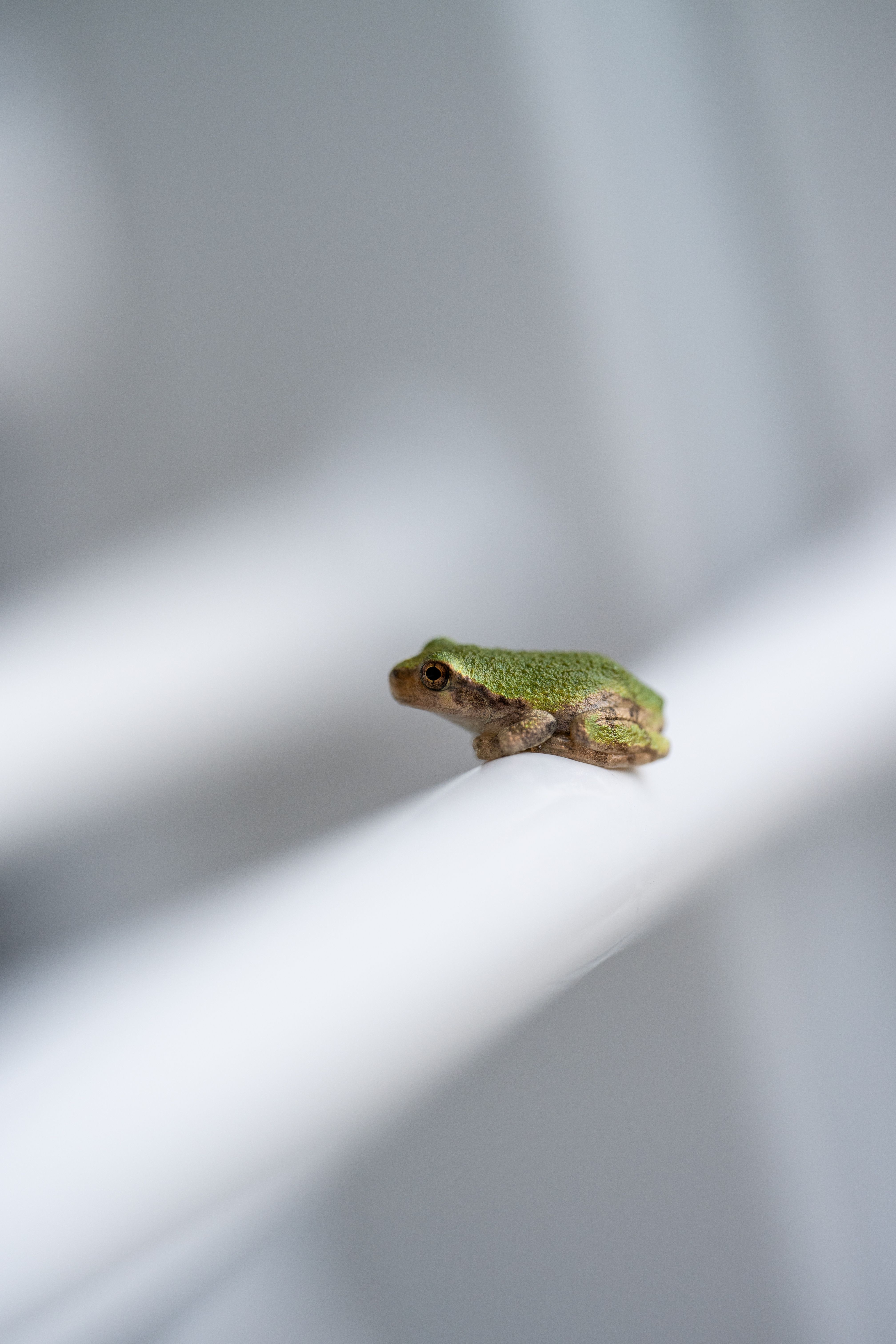 Close-up view of a small green tree frog resting on a white surface, showcasing detail and texture.