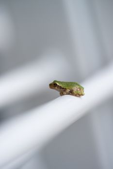 Close-up view of a small green tree frog resting on a white surface, showcasing detail and texture.