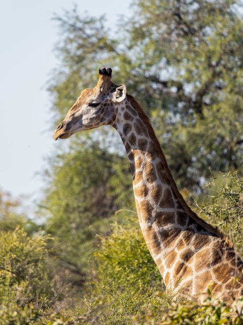 Free A graceful giraffe stands amidst lush greenery in the African savannah. Perfect for wildlife enthusiasts. Stock Photo