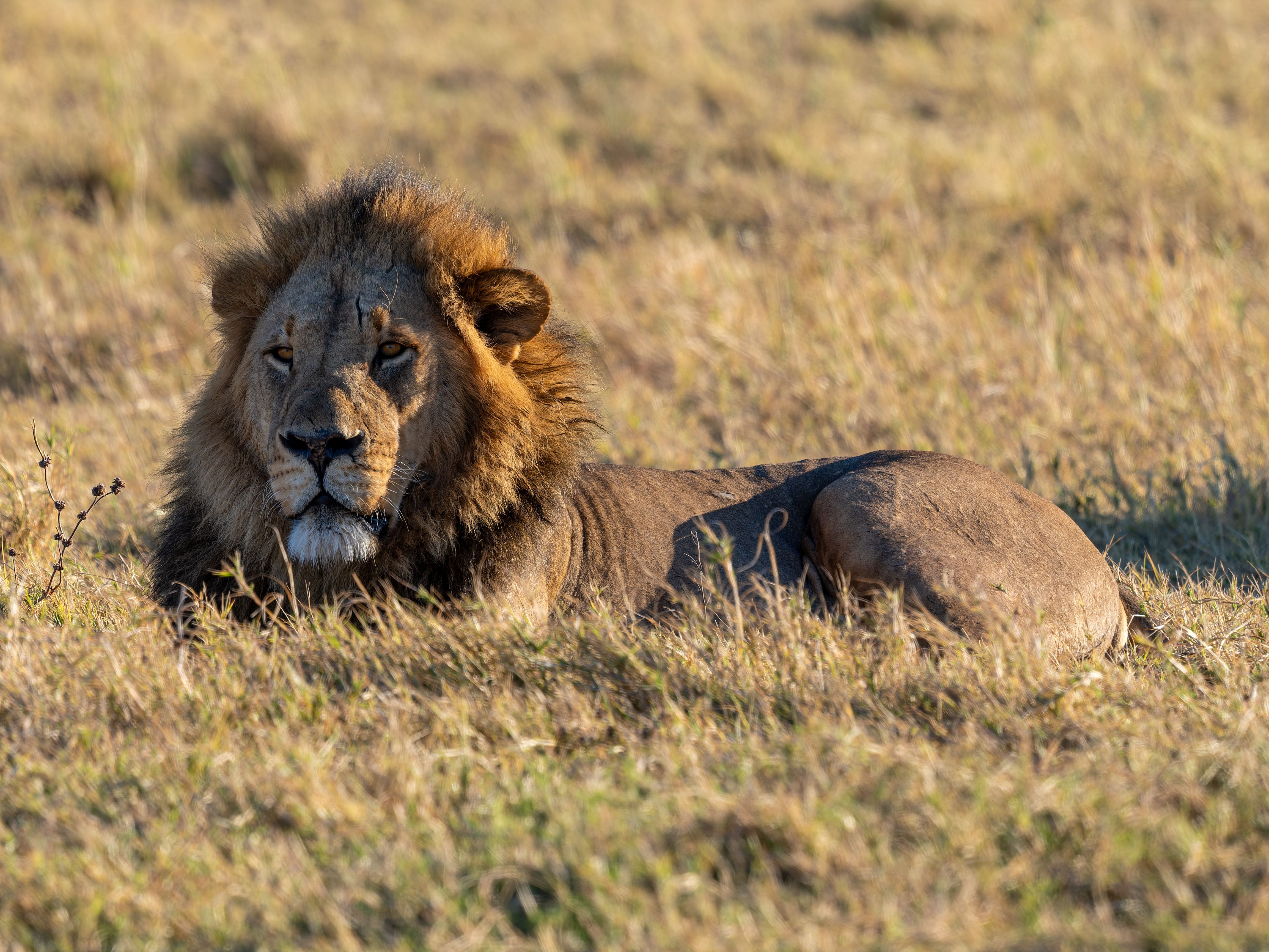 A powerful male lion resting in the golden grasslands of the African savanna under the warm sun.