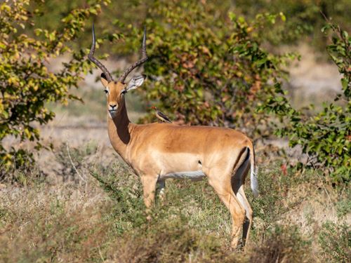 Free Impala standing with an oxpecker on its back amidst lush greenery in an outdoor setting. Stock Photo