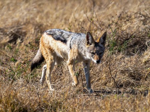 Free A close-up of an African jackal walking through dry grass, showcasing its natural habitat. Stock Photo