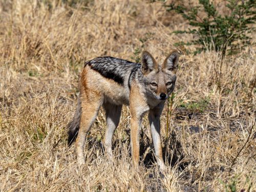 Free A black-backed jackal stands alert in a sunlit grassy landscape, showcasing its distinct markings. Stock Photo