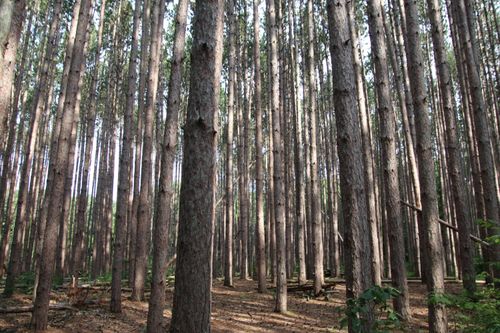 Free Captivating view of a dense pine forest with sunlight filtering through tall trees. Stock Photo