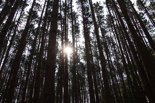 Free Capture of sunlight streaming through tall pine trees, creating patterns of light and shadow in a dense forest. Stock Photo