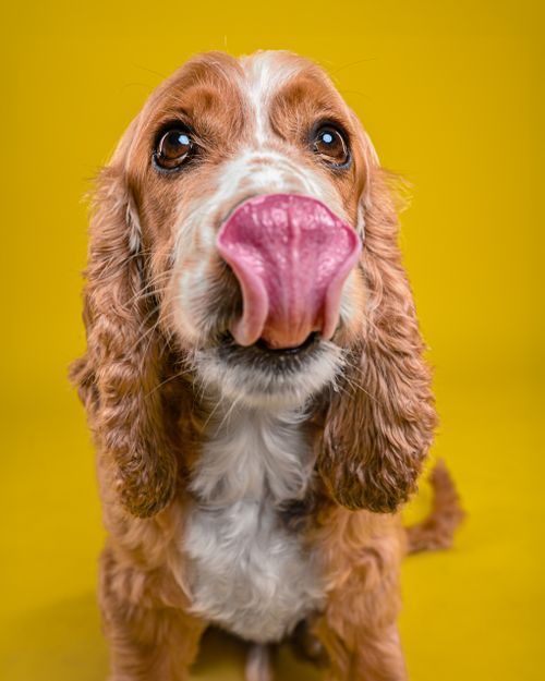 Free Playful Cocker Spaniel licking nose against vibrant yellow backdrop. Stock Photo