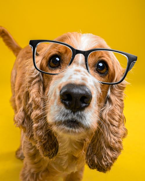 Free Adorable Cocker Spaniel dog wearing stylish glasses against a vibrant yellow background. Stock Photo