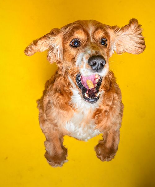 Free Joyful Cocker Spaniel mid-jump against a vibrant yellow backdrop. Stock Photo