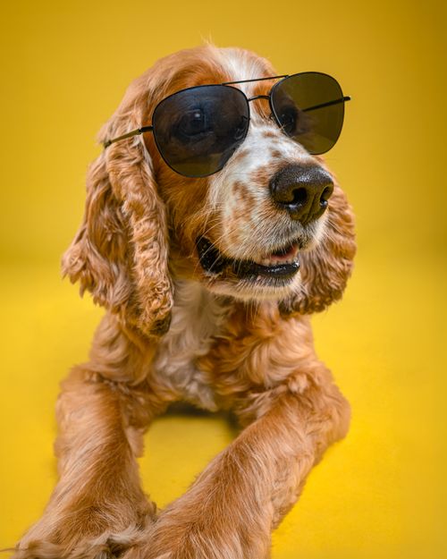Free Cocker Spaniel dog with sunglasses posing against a vibrant yellow background. Stock Photo
