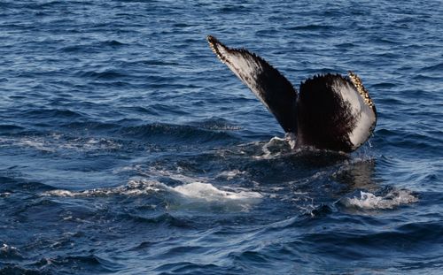 Free Humpback whale tail emerging from ocean in Gloucester, MA. Stock Photo