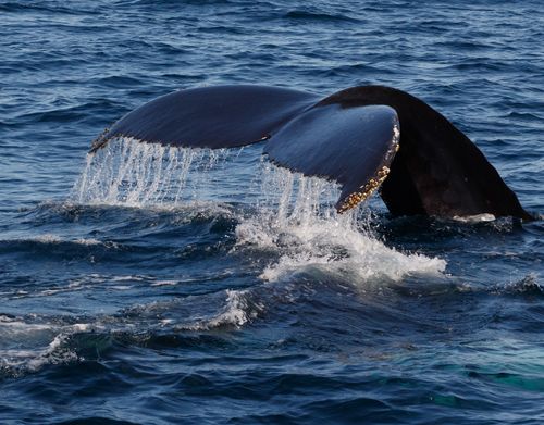 Free A majestic humpback whale tail emerges from the Atlantic Ocean near Gloucester, MA. Stock Photo