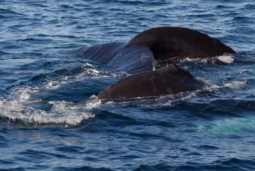 Free A majestic humpback whale diving into the ocean near Gloucester, MA. Stock Photo