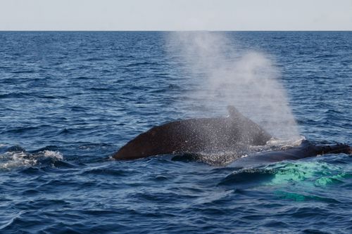 Free Humpback whale expelling air through blowhole off the coast of Gloucester, MA. Stock Photo