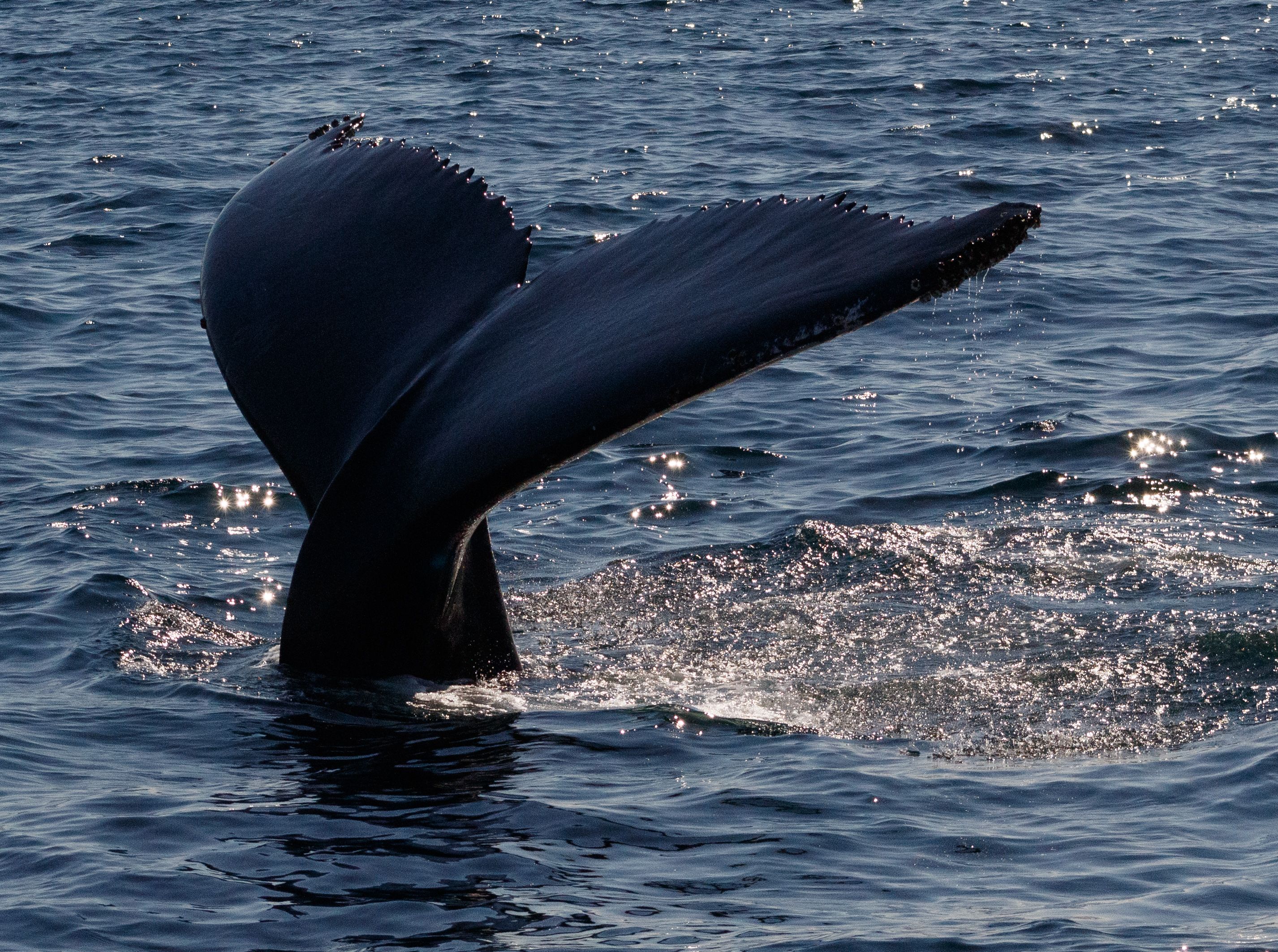 Humpback whale tail above water in Gloucester, MA, capturing marine wildlife beauty.