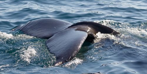 Free Close-up of a humpback whale's tail in ocean near Gloucester, MA. Stock Photo