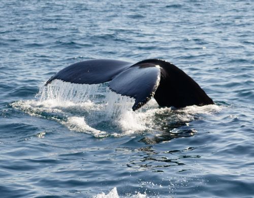 Free Humpback whale tail splash in Gloucester, Massachusetts waters. Stock Photo
