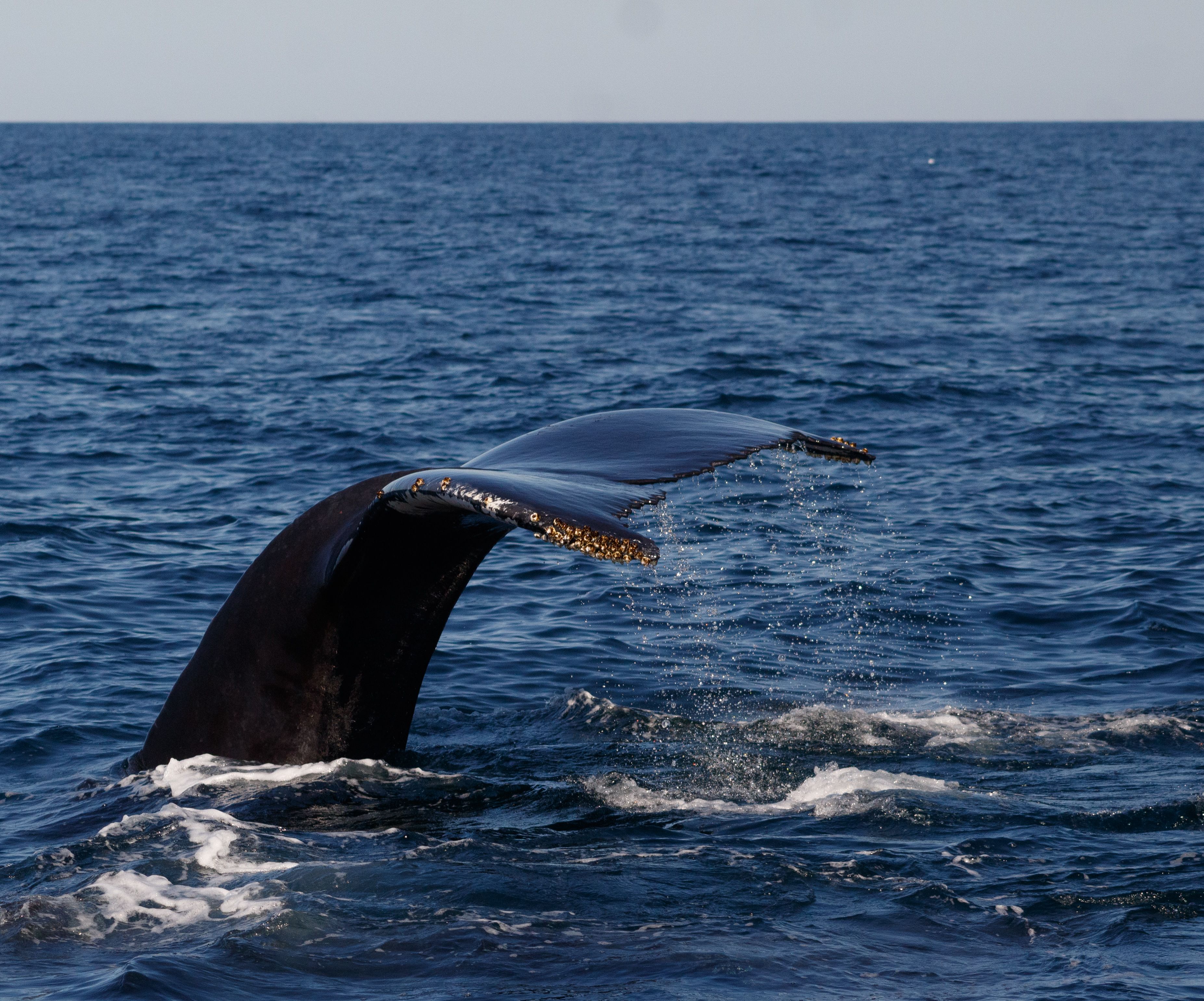Humpback whale tail emerging from the ocean near Gloucester, MA, USA.
