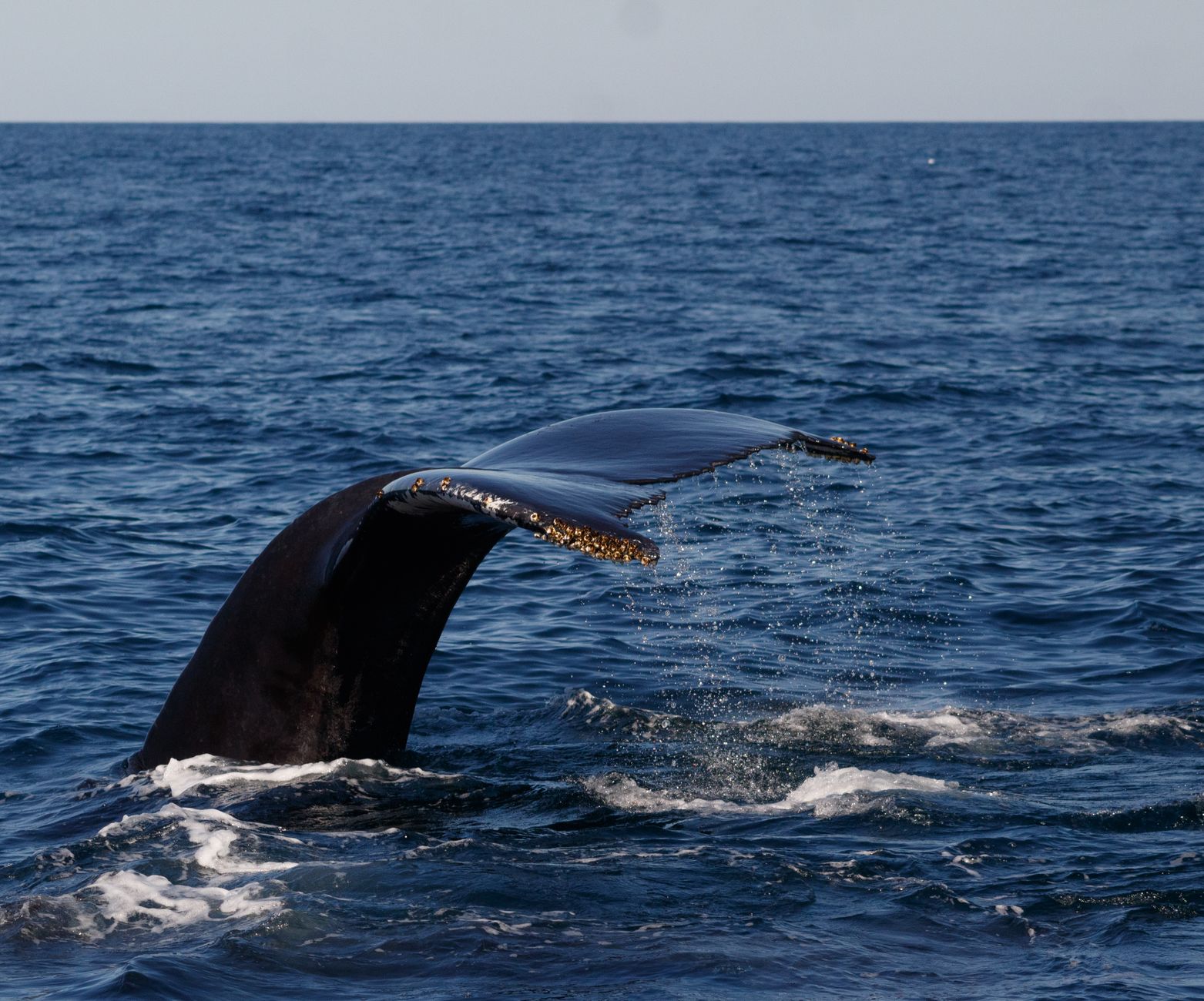 Humpback whale tail emerging from the ocean near Gloucester, MA, USA.