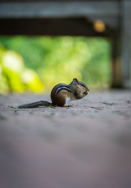 Free A close-up of a chipmunk standing on a patio, surrounded by a blurred garden backdrop. Stock Photo