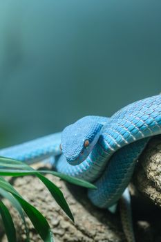 Close-up of a vibrant blue viper snake resting on a branch with lush greenery.